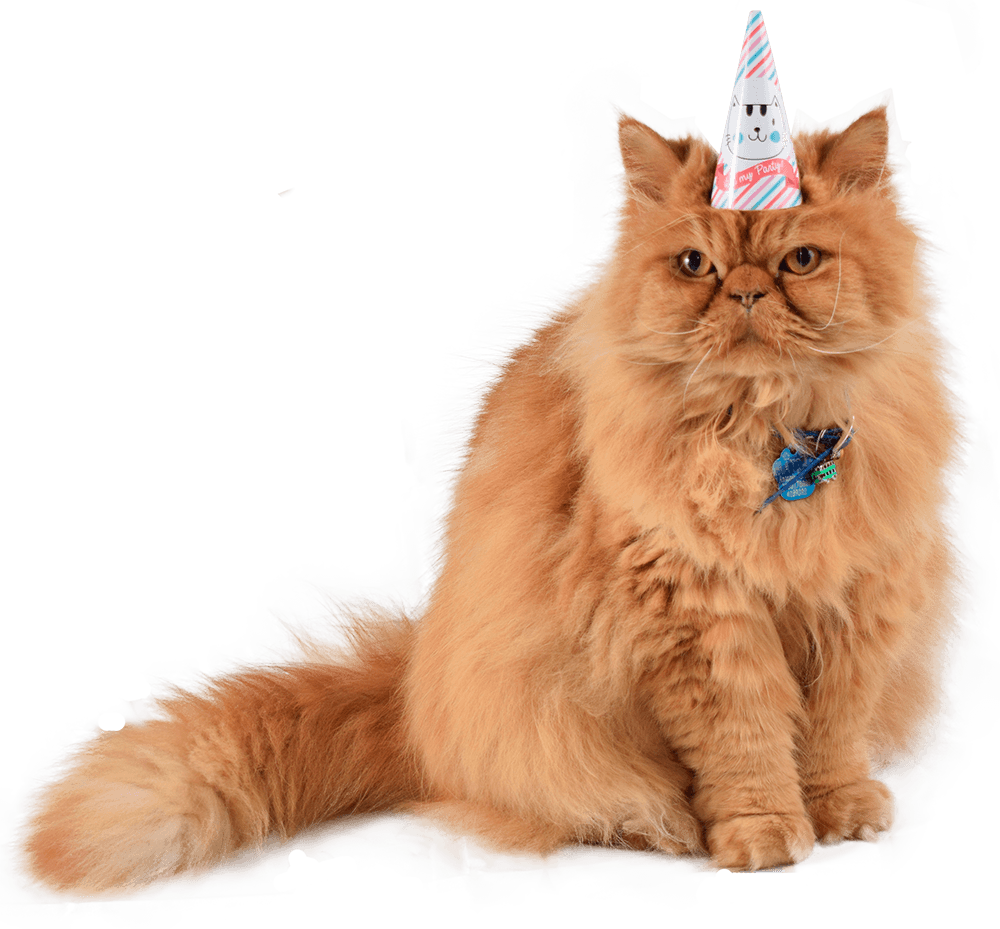 GORRO GATO - Pet Brunch Desarrollo